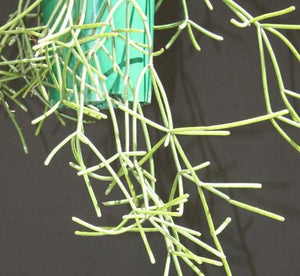 Rhipsalis baccifera f. Cassutha - R18