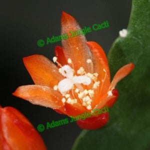 Lepismium Monacanthum ssp. Espinosa - 316