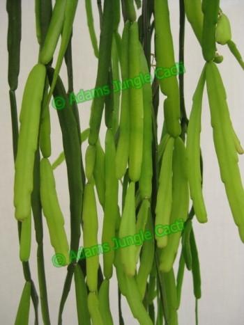 Rhipsalis Micrantha f. Tonduzii