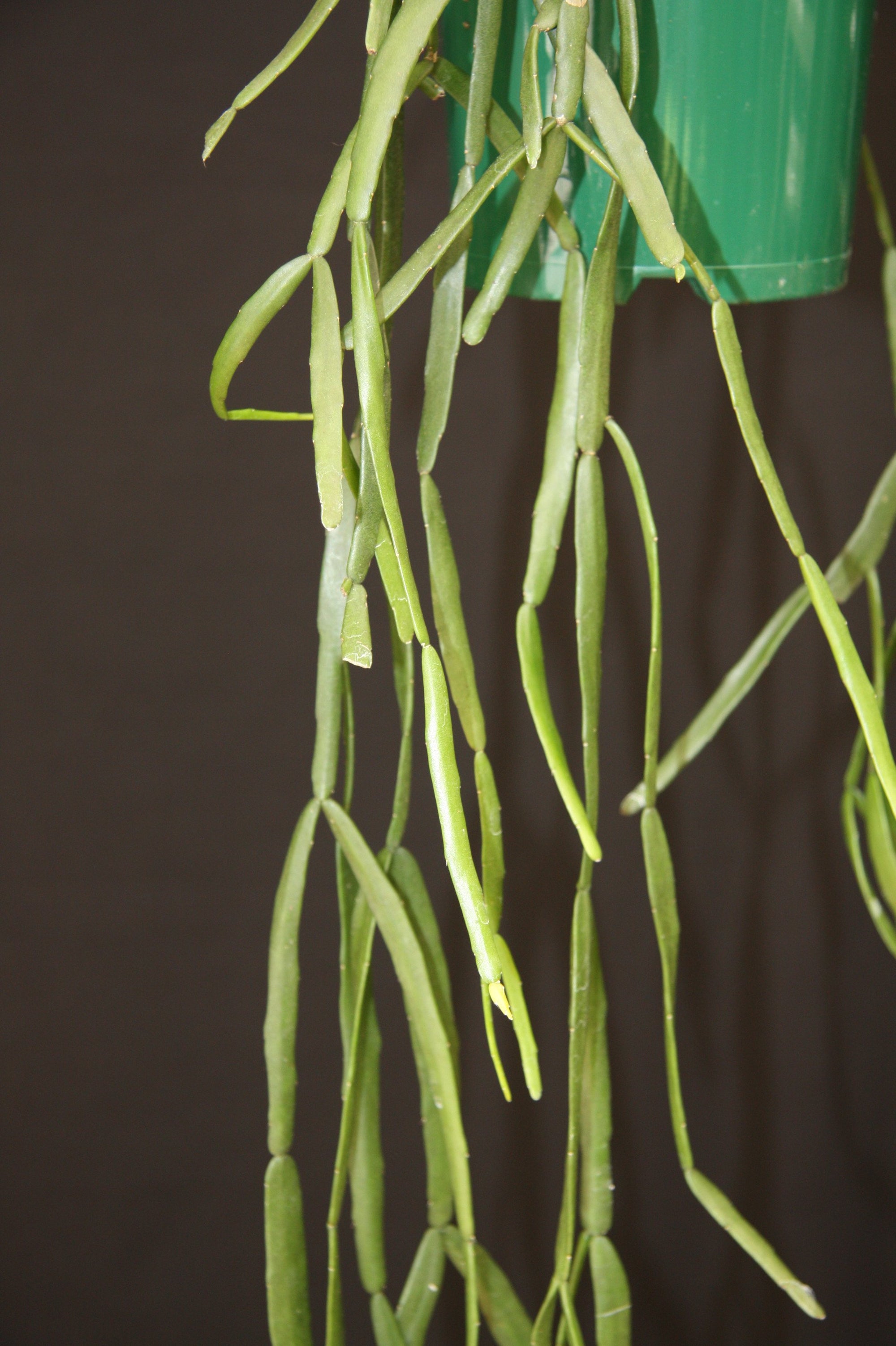 Rhipsalis Micrantha f. Tonduzii