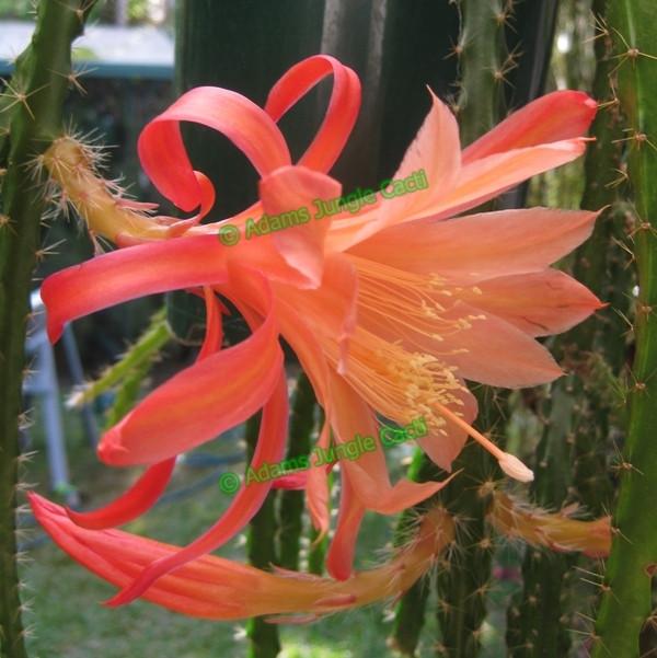 Aporophyllum Karen A7