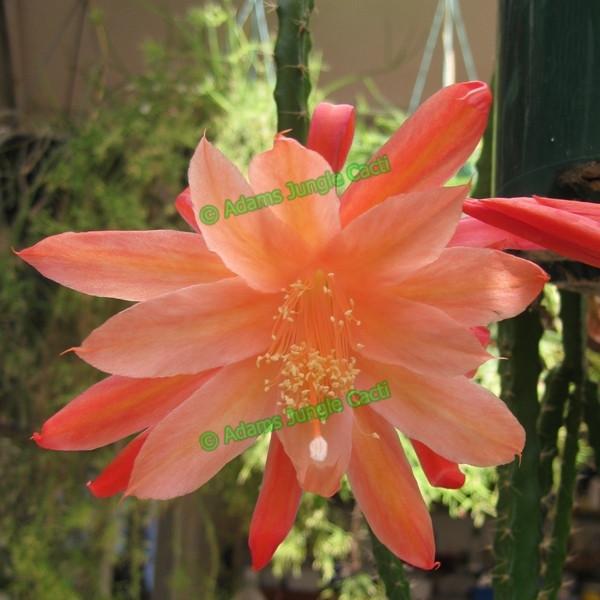 Aporophyllum Karen A7