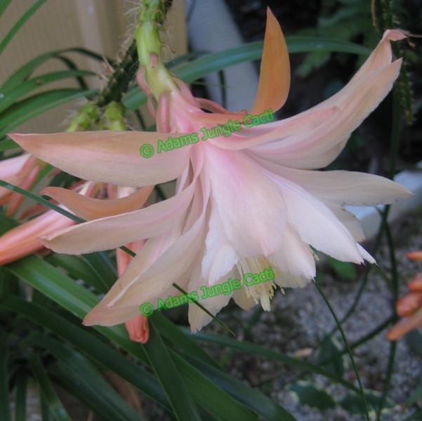 Aporophyllum Moonlight - 347 A6