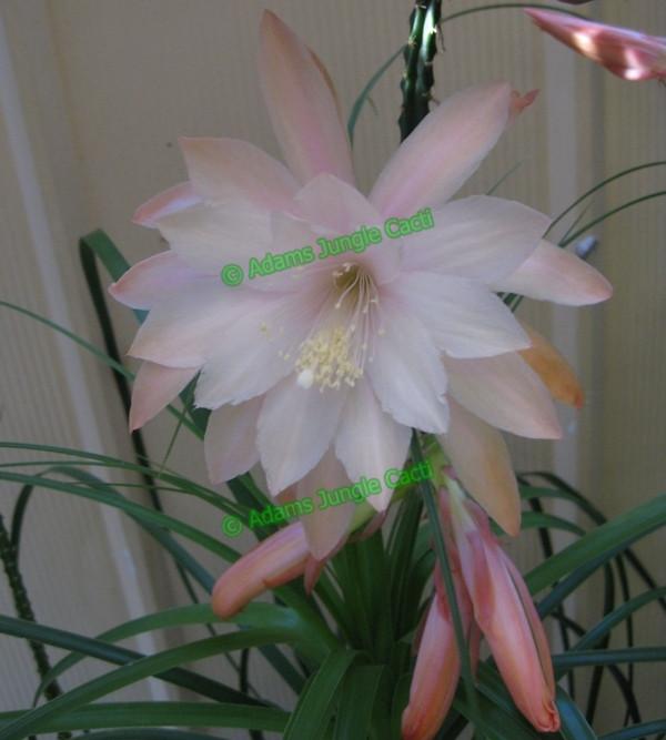 Aporophyllum Moonlight - 347 A6