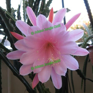 Aporocactus Priscilla - 348 A7