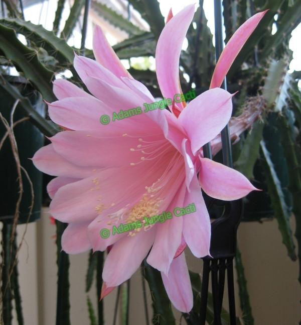 Aporocactus Priscilla - 348 A7