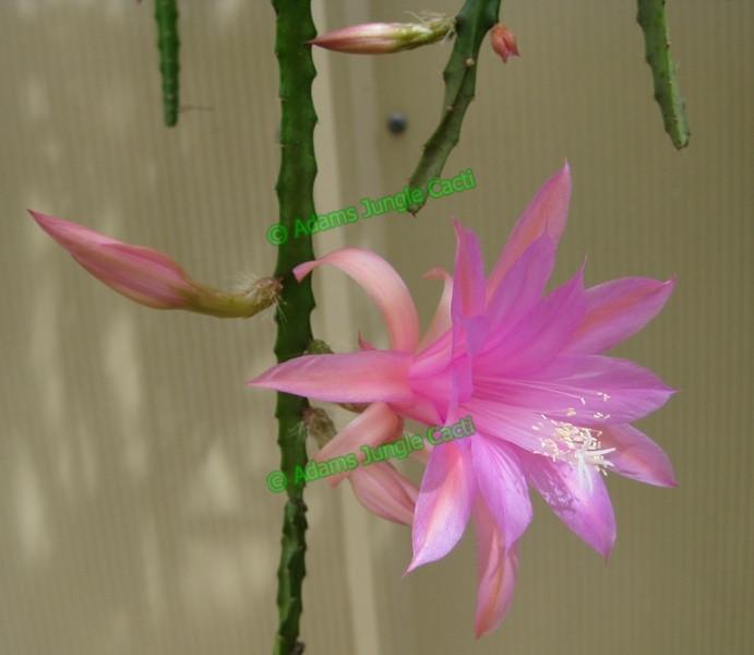 Aporophyllum Temple Glow - 349 A8