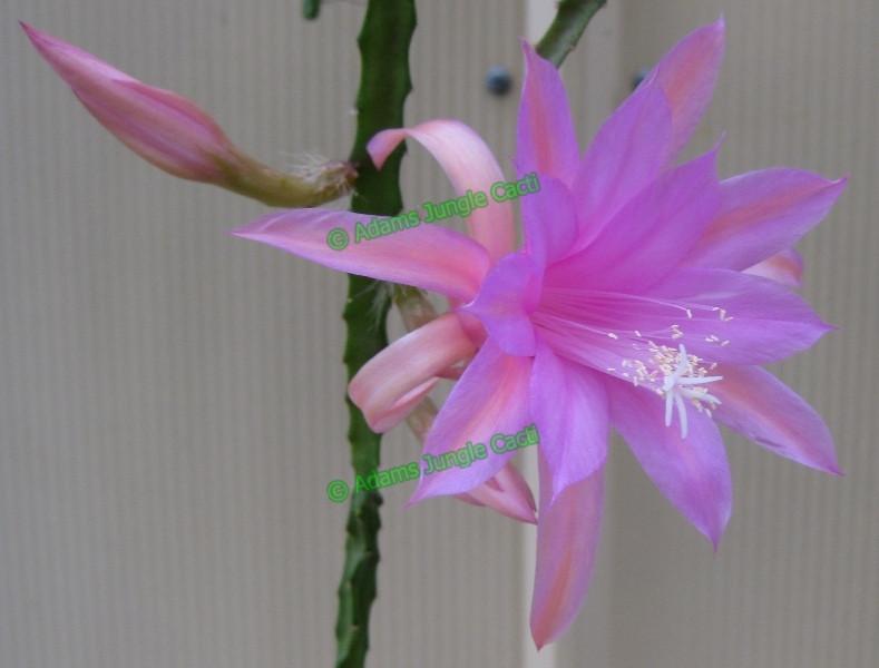 Aporophyllum Temple Glow - 349 A8