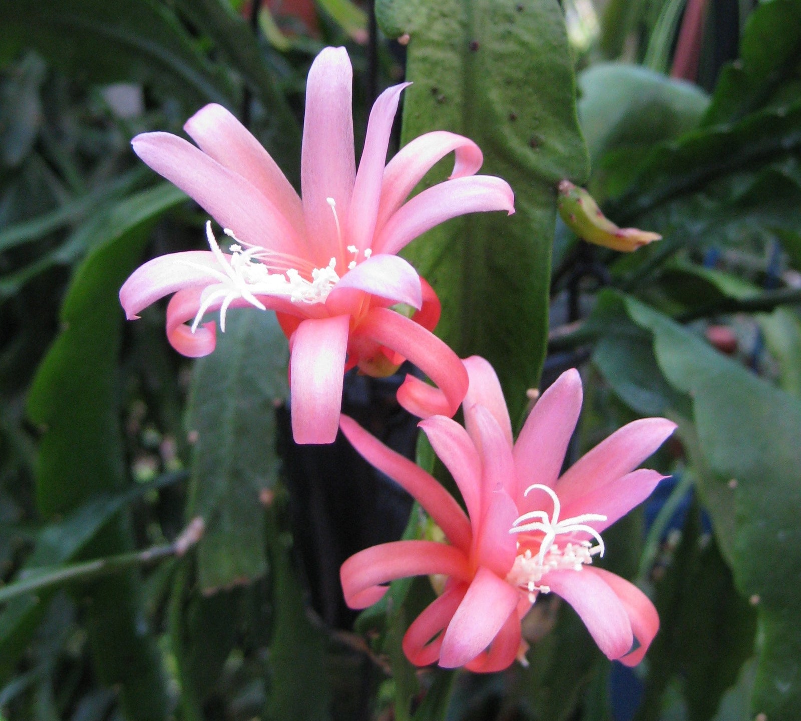 Epi. Hybrid Mary K. EH56