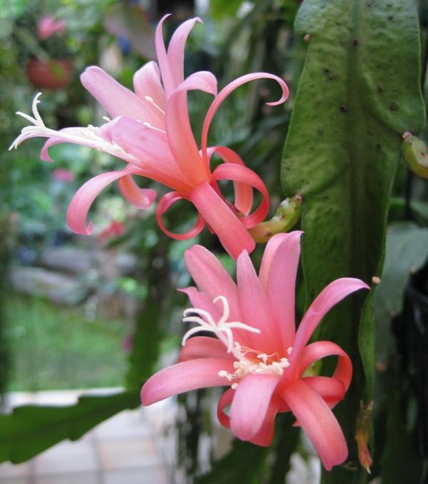 Epi. Hybrid Mary K. EH56