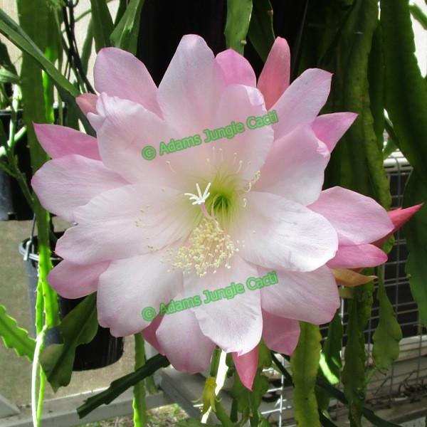 Epi. Hybrid Madonna - EH12