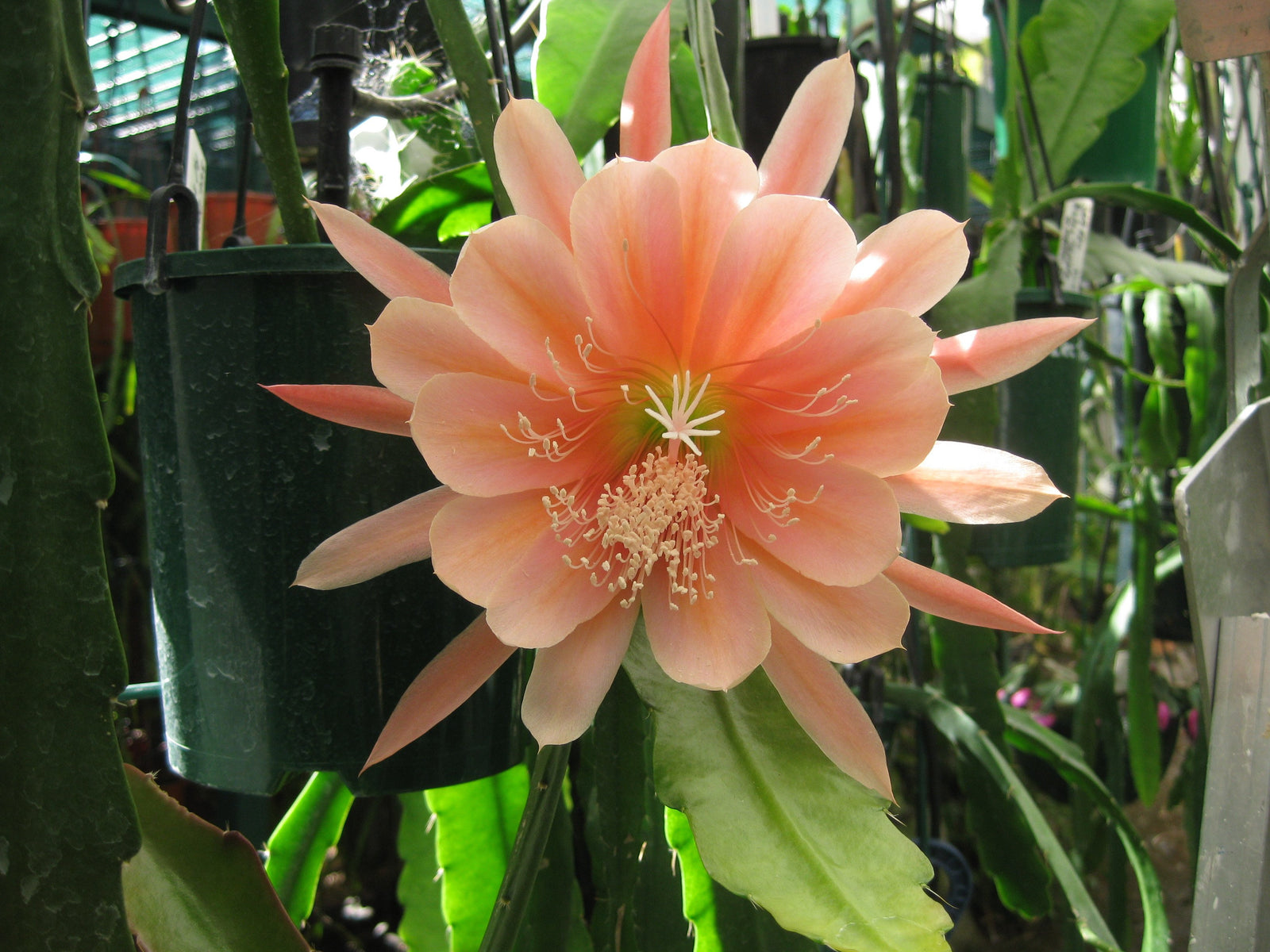 Epi. Hybrid King Midas EH77