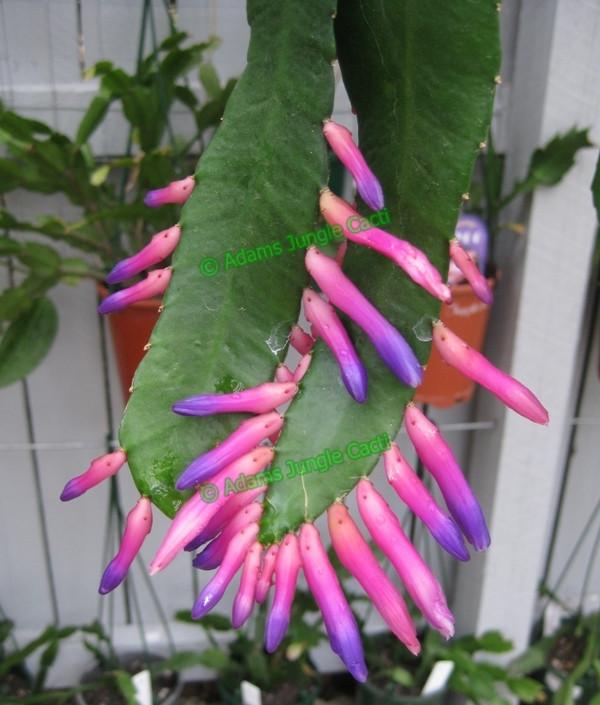 Disocactus amazonicus - EP5