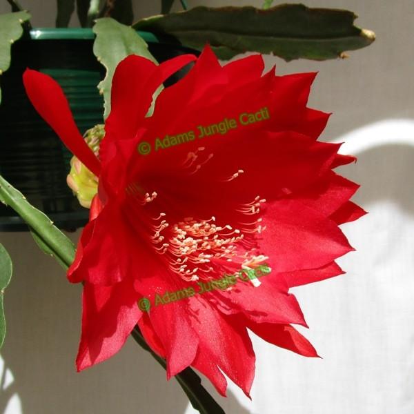 Epi. Hybrid Logan's Fire - EH13