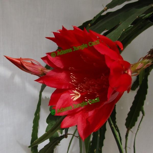 Epi. Hybrid Logan's Fire - EH13