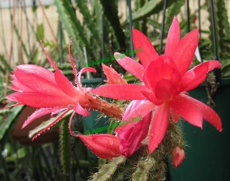 Aporophyllum Nicola - 378 A3