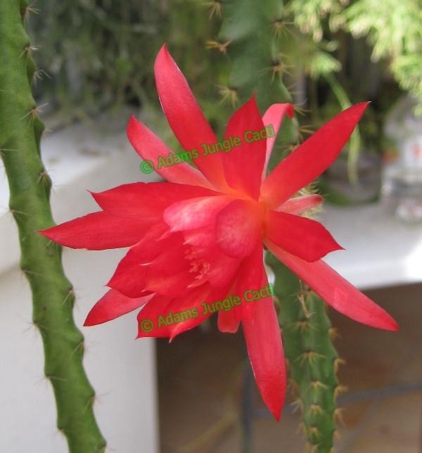 Aporophyllum Nicola - 378 A3