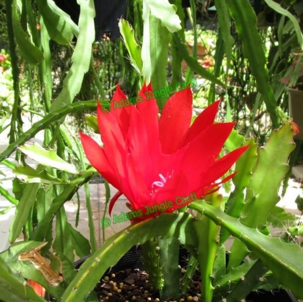 Heliocereus Speciosus