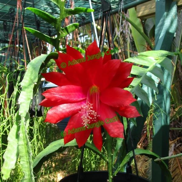 Heliocereus Speciosus