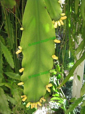 Rhipsalis robusta - R15