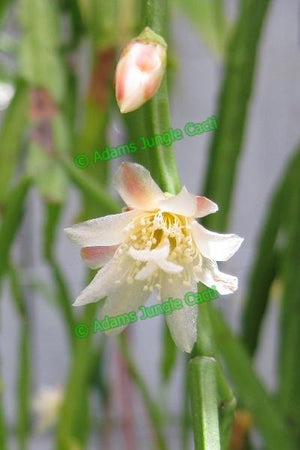 Lepismium bolivianum White R68