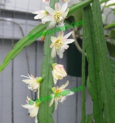 Lepismium Bolivianum Pink - 401 L1