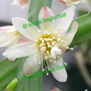 Lepismium bolivianum White R68