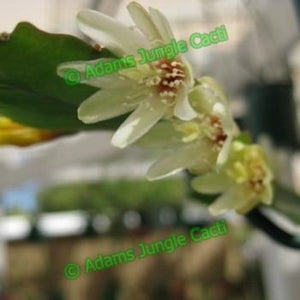 Lepismium houlletiana f. houlletiana (Yellow) - R42