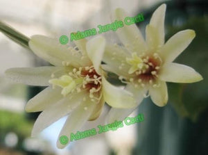 Lepismium houlletiana f. houlletiana (Yellow) - R42