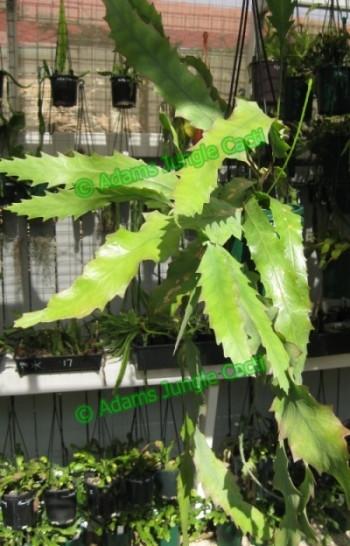 Lepismium Houlletiana f. Houlletiana (Yellow) - R42