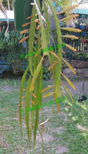 Lepismium - Asuntapatense - 404