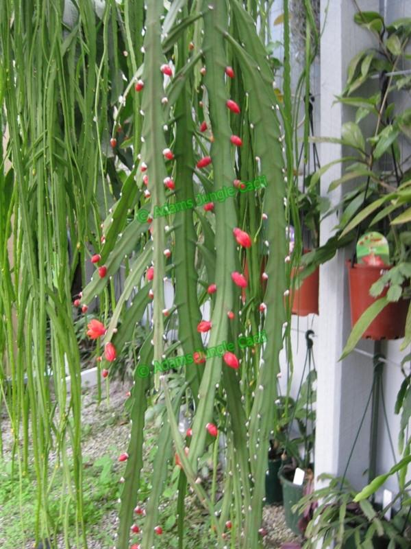 Lepismium - Asuntapatense - 404