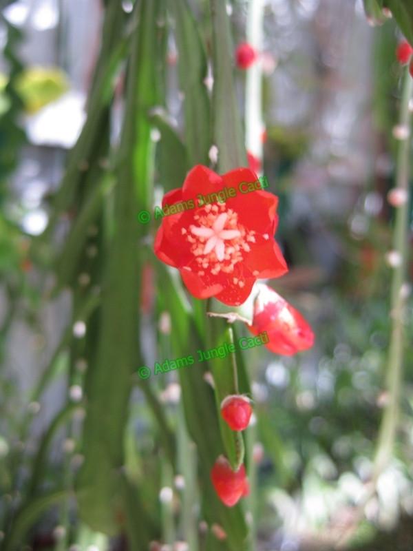 Lepismium - Asuntapatense - 404