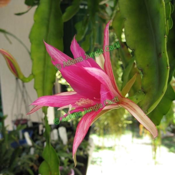 Disocactus Nelsonii Hybrid - D2