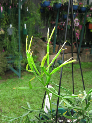 Rhipsalis Sulcata - R48