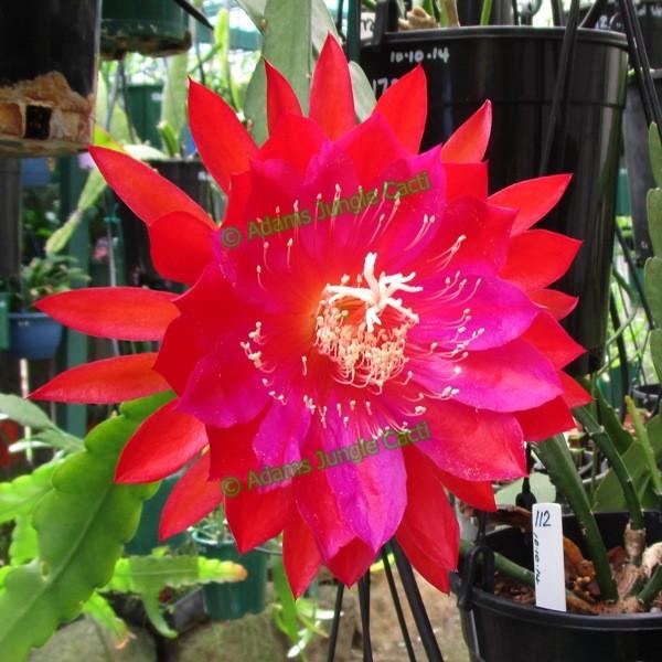 Epi. Hybrid Liberty Just Fantastic - EH5