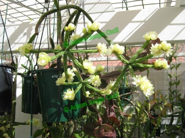 Rhipsalis neves-armondii f. Megalantha - R49