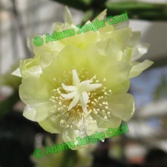 Rhipsalis neves-armondii f. Megalantha - R49