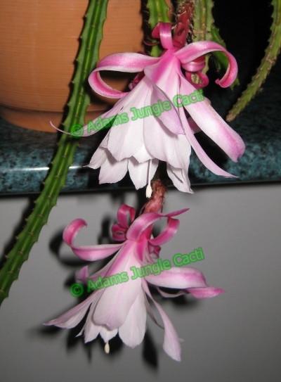 Aporophyllum Sweet Innocence A4