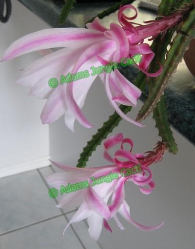 Aporophyllum Sweet Innocence A4