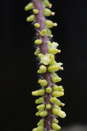 Rhipsalis Baccifera f. Horrida - R54