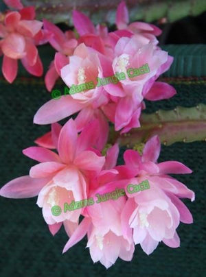 Disocactus phyllanthoides ‘German Express’