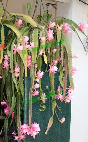Disocactus phyllanthoides ‘German Express’