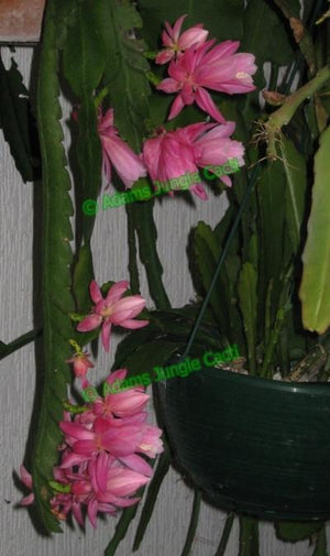 Disocactus phyllanthoides ‘German Express’