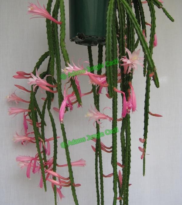 Aporophyllum Sarah - 445 A19