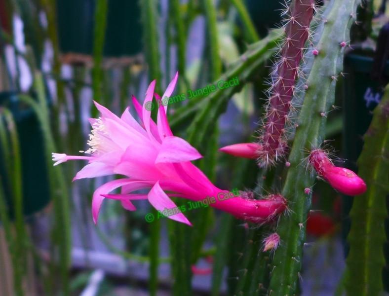 Aporophyllum Sarah - 445 A19