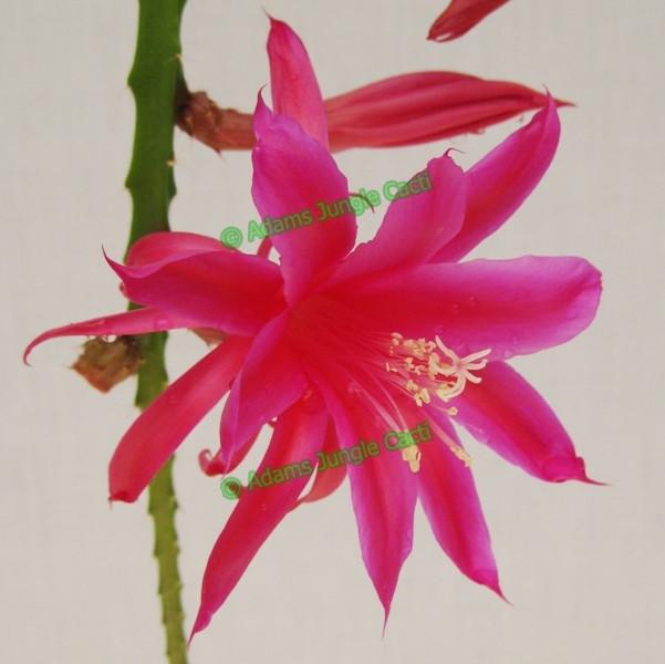 Aporophyllum Slim - 446 A9