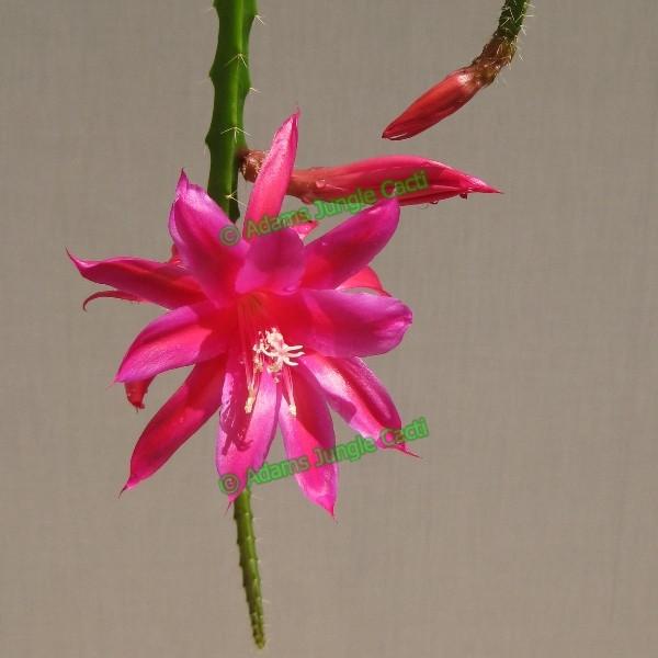 Aporophyllum Slim - 446 A9