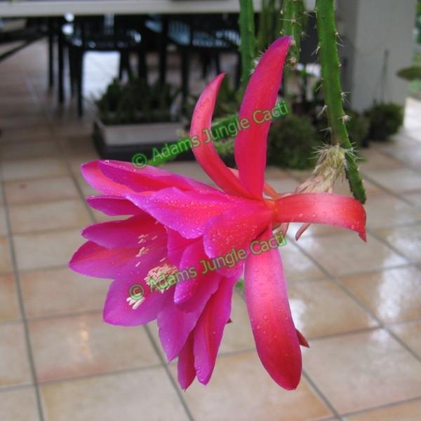 Aporophyllum Moenninghoffii - 447 A13