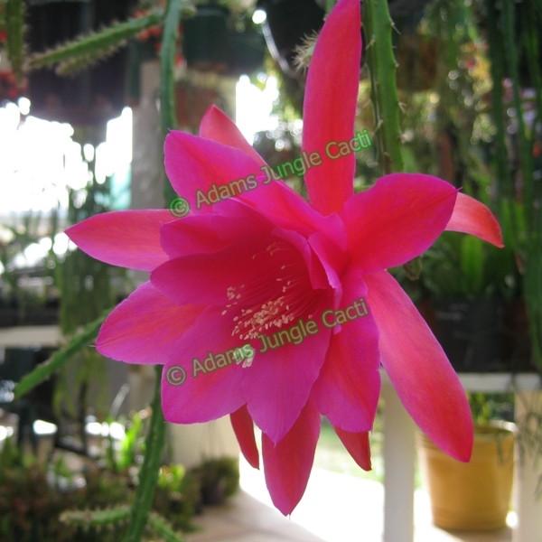 Aporophyllum Moenninghoffii - 447 A13